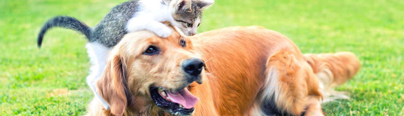 chien chat