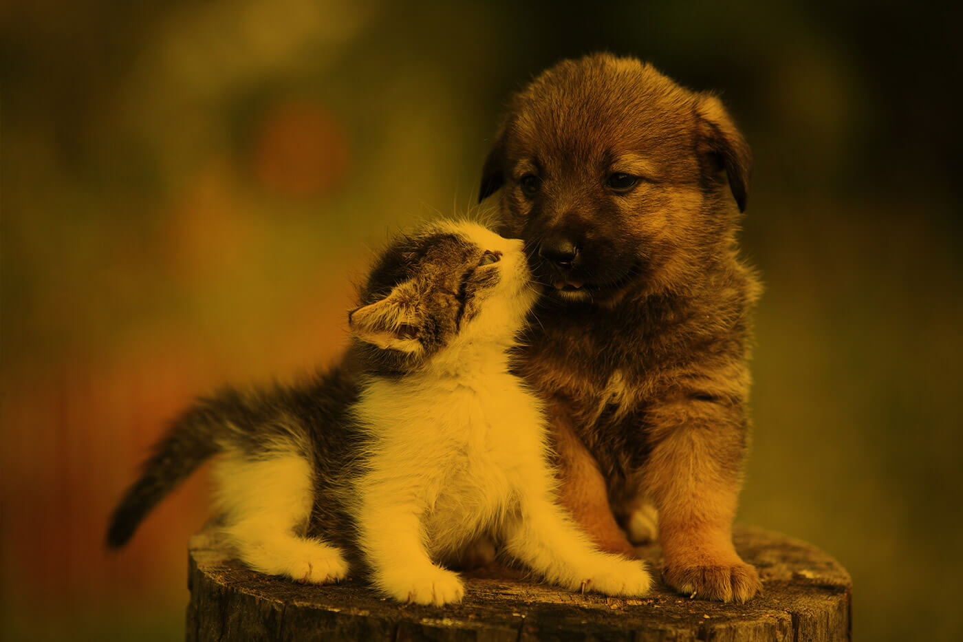 assurez votre animal de compagnie